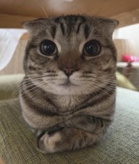 a cat is sitting on top of a couch